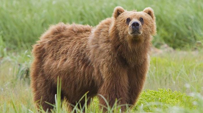 Danish tourist attacked by brown bear in North Macedonia while skiing